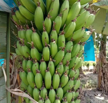 Banana Seeds